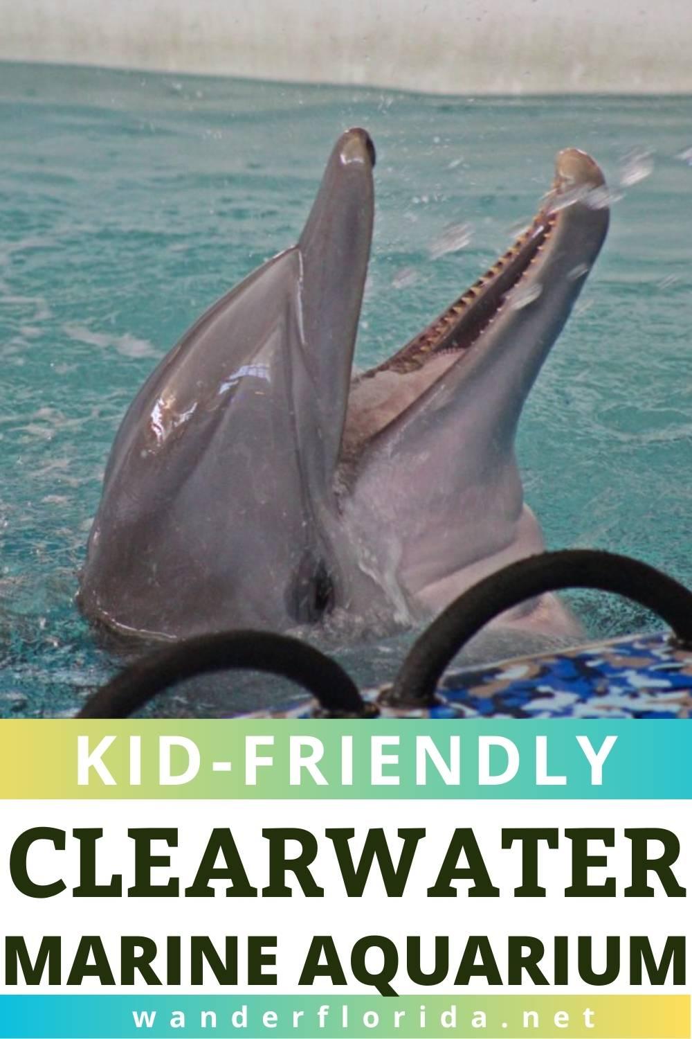 Everything You Need to Know for a Day at Clearwater Marine Aquarium
