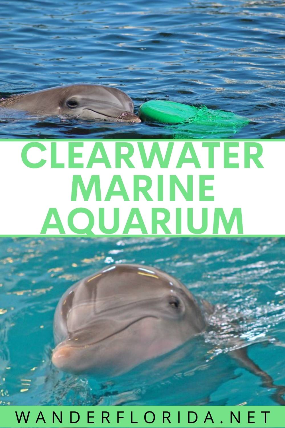 Everything You Need to Know for a Day at Clearwater Marine Aquarium