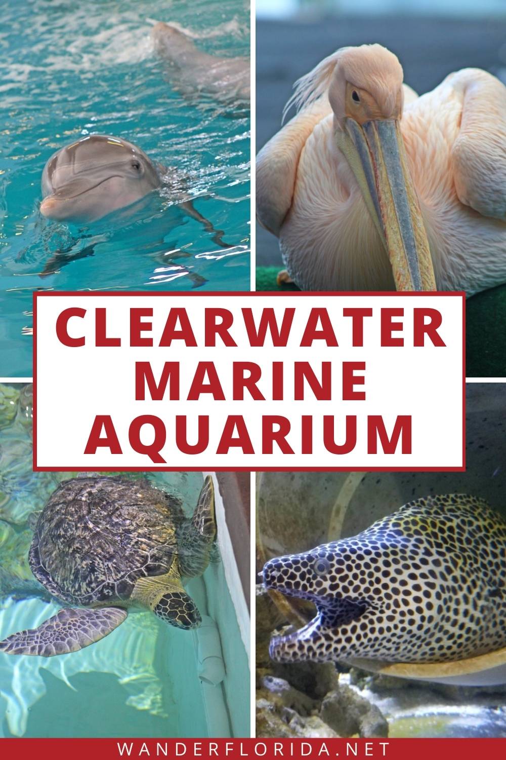 Everything You Need to Know for a Day at Clearwater Marine Aquarium