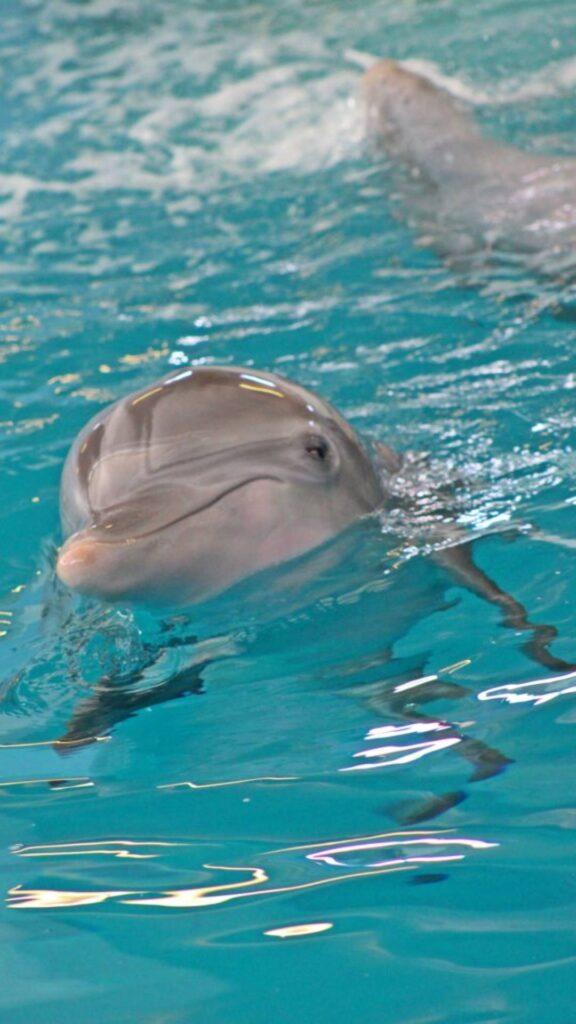Hope the dolphin in her tank at Clearwater Marine Aquarium