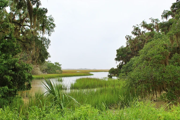 View of a marsh on a rainy day