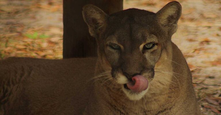 ZooTampa: Your Ultimate Guide to the Best Zoo in Tampa FL 2 ZooTampa: Your Ultimate Guide to the Best Zoo in Tampa FL