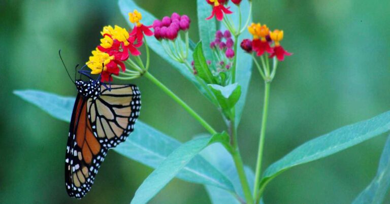 Nature Coast Botanical Gardens, Spring Hill’s Garden Oasis
