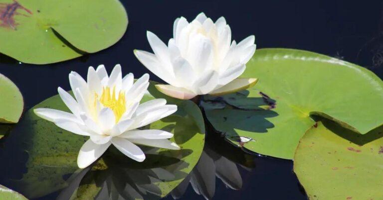 20 Best Nature Day Trips from Tampa for Outdoor Lovers 5 20 Best Nature Day Trips from Tampa for Outdoor Lovers