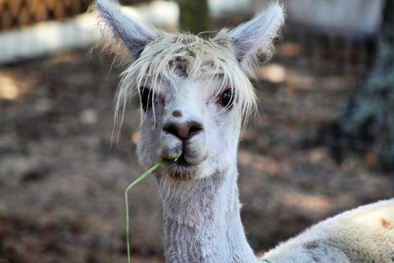 A white alpaca with hay in its mouth looking at the camera