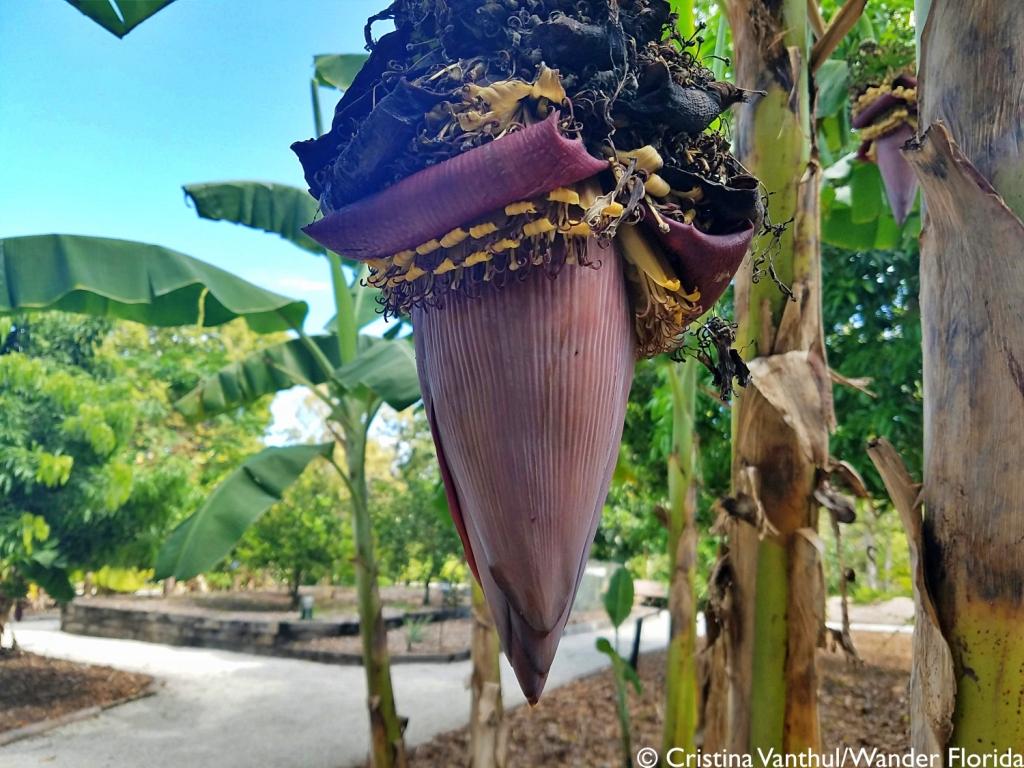 Florida Botanical Gardens - A Beautiful Hidden Gem in Largo 29 Photo shows a banana flower with banana trees in the background.