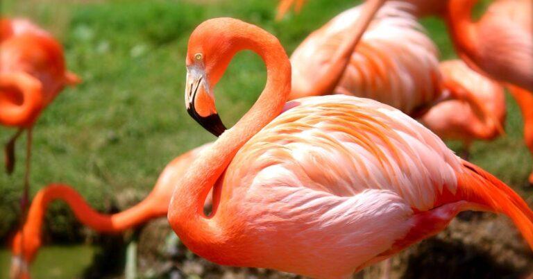 Pink flamingos at Zoo Miami, one of the best zoos in Florida.