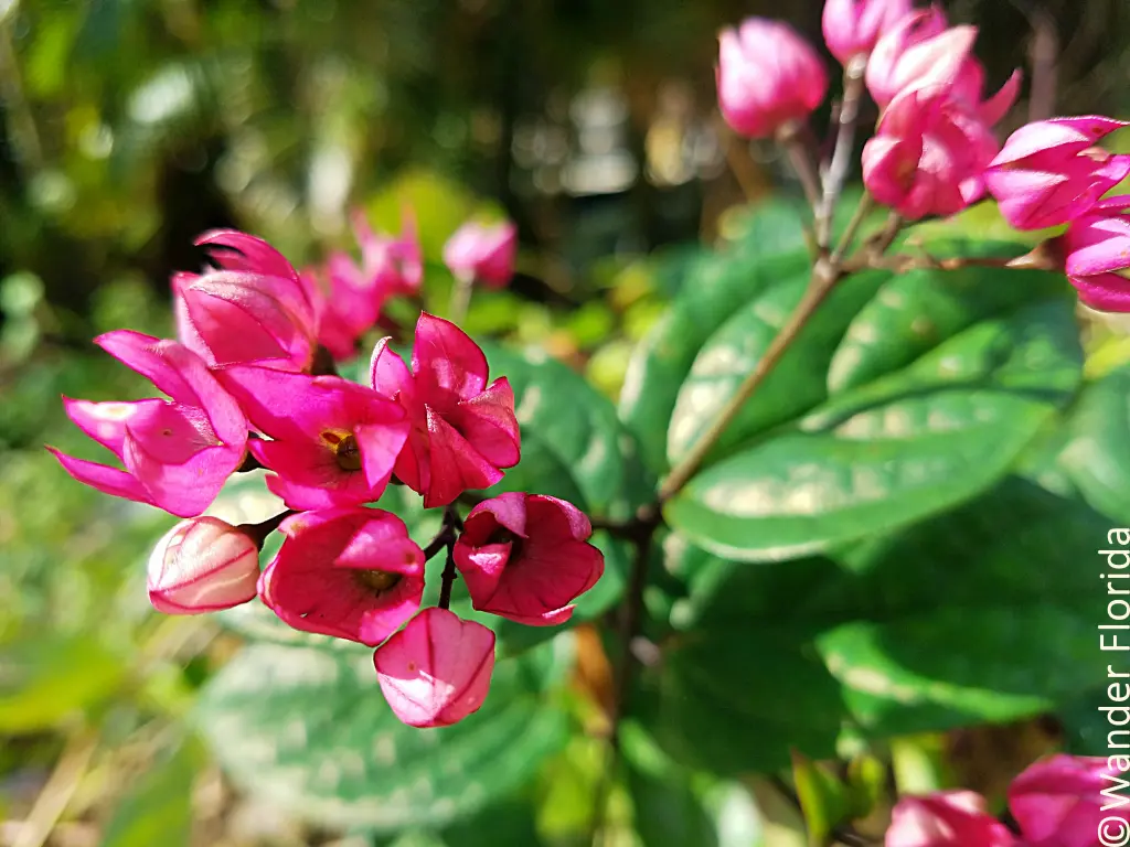 Florida Botanical Gardens - A Beautiful Hidden Gem in Largo 24 Pink flowers of the bleeding heart vine nestled among the green leaves of the vine.