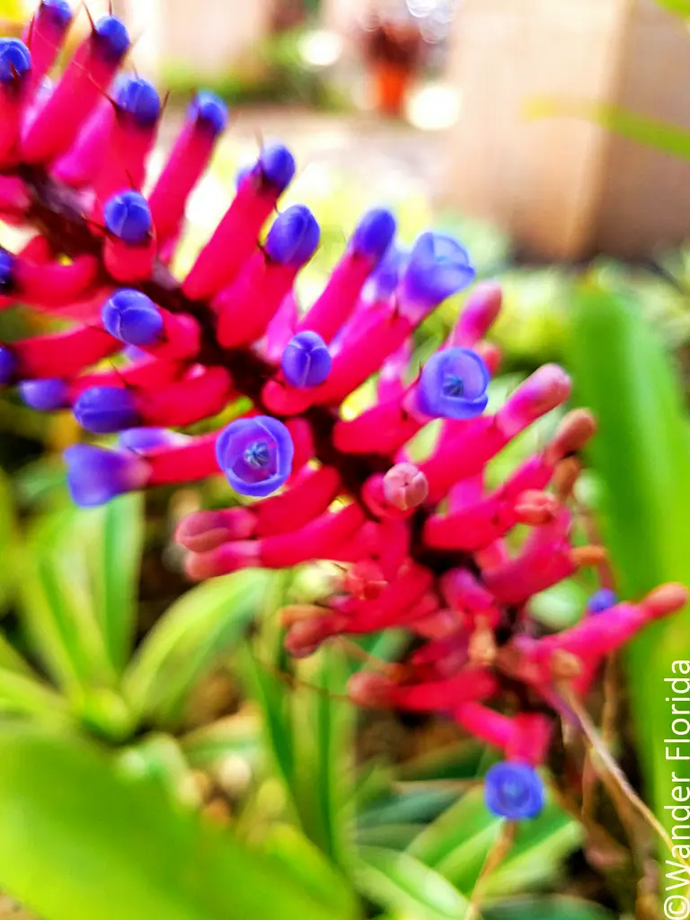 Florida Botanical Gardens - A Beautiful Hidden Gem in Largo 6 Close up of a pink and purple bromeliad flower