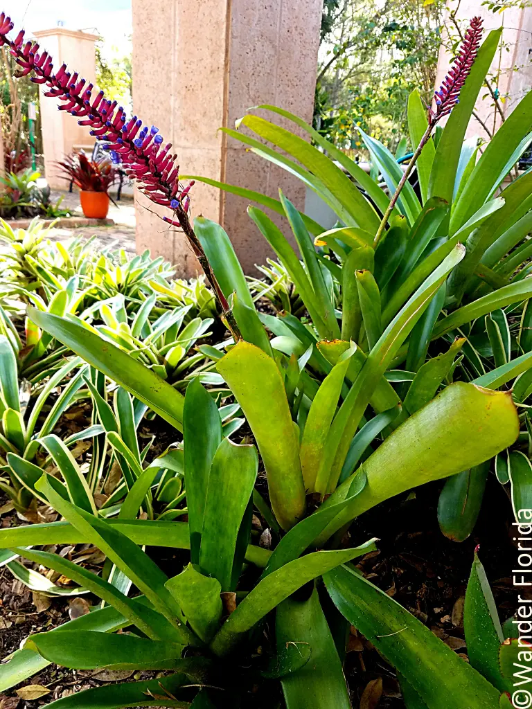Florida Botanical Gardens - A Beautiful Hidden Gem in Largo 5 The thin and narrow leaves of many bromeliads surround a single purple and pink bromeliad inflorescence.