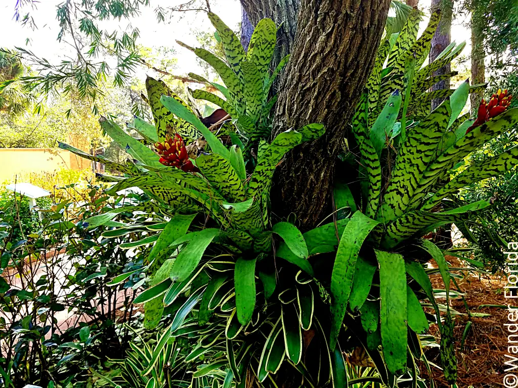 Florida Botanical Gardens - A Beautiful Hidden Gem in Largo 7 Photo shows the trunk of an oak tree near the ground with several bromeliads attached to the tree trunk and surrounding it on the ground.
