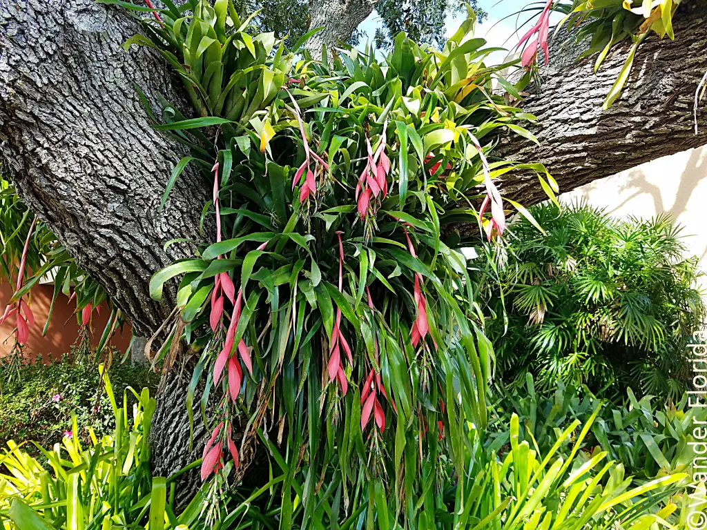Florida Botanical Gardens - A Beautiful Hidden Gem in Largo 64 Bromeliads with hanging pink flowers in the fork of an oak tree with a different species of bromeliad on the ground around the tree trunk
