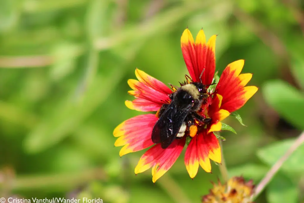 Florida Botanical Gardens - A Beautiful Hidden Gem in Largo 39 A black bumblee with a yellow neck sitting on a red and yellow gaillardia flower.