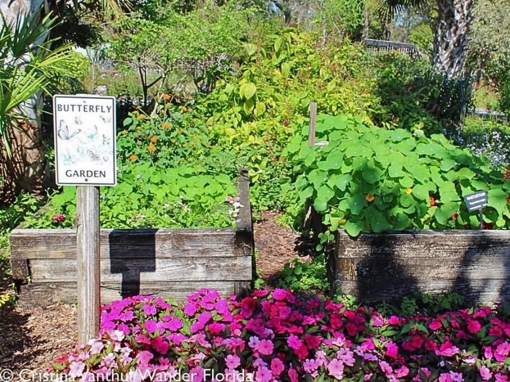 Florida Botanical Gardens - A Beautiful Hidden Gem in Largo 40 Plants tumble over the edges of two raised garden beds with purple flowers on the ground in front and a white sign on the left that reads "Butterfly Garden".