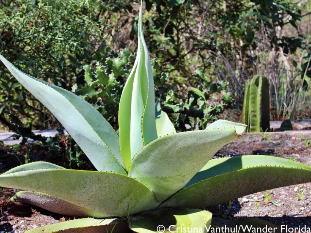 Florida Botanical Gardens - A Beautiful Hidden Gem in Largo 3 A large silvery green agave with bushes and cacti in the background.