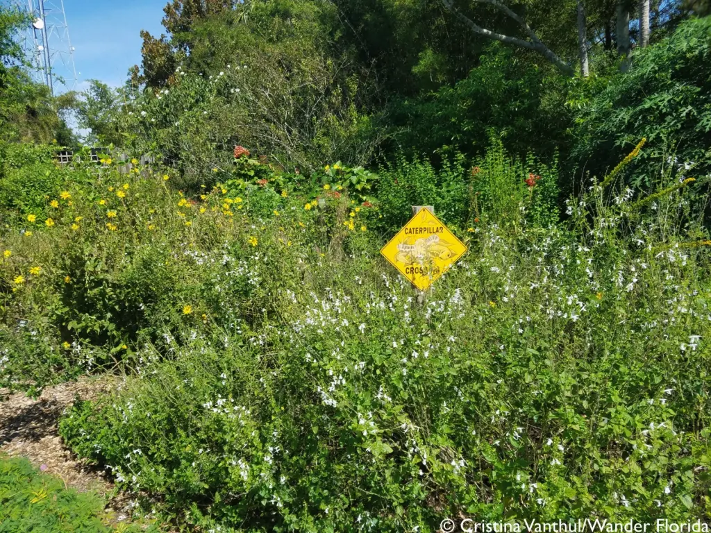 Florida Botanical Gardens - A Beautiful Hidden Gem in Largo 42 A wildflower meadow with plants 3+ feet high sporting multi colored flowers surrounds a yellow diamond-shaped sign which reads, "Caterpillar Crossing".