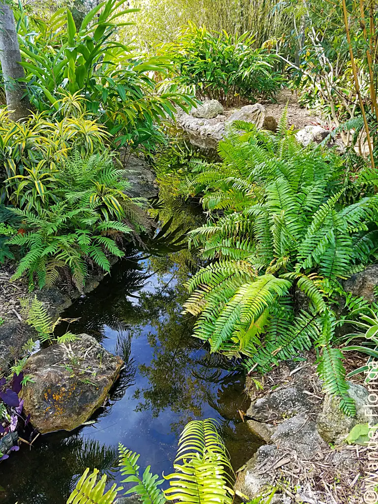 Florida Botanical Gardens - A Beautiful Hidden Gem in Largo 11 Photo shows a creek flowing between large limestone rocks with ferns growing on them.