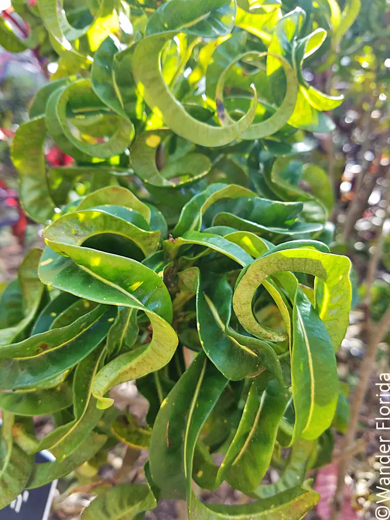 Florida Botanical Gardens - A Beautiful Hidden Gem in Largo 9 Curving leaves of Croton 'Ram's Horn' in varying shades of green.