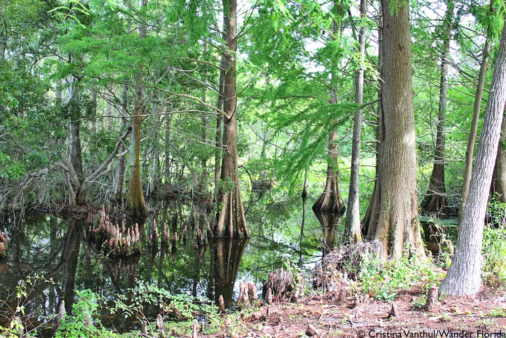 Florida Botanical Gardens - A Beautiful Hidden Gem in Largo 60 Cypress trees growing along the banks of a lake.