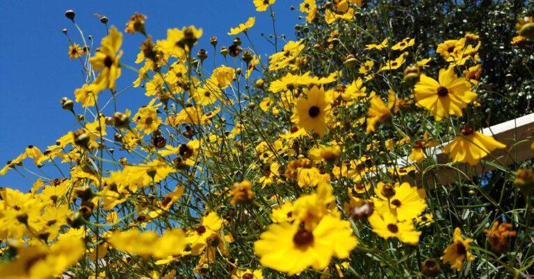 Florida Botanical Gardens – A Beautiful Hidden Gem in Largo