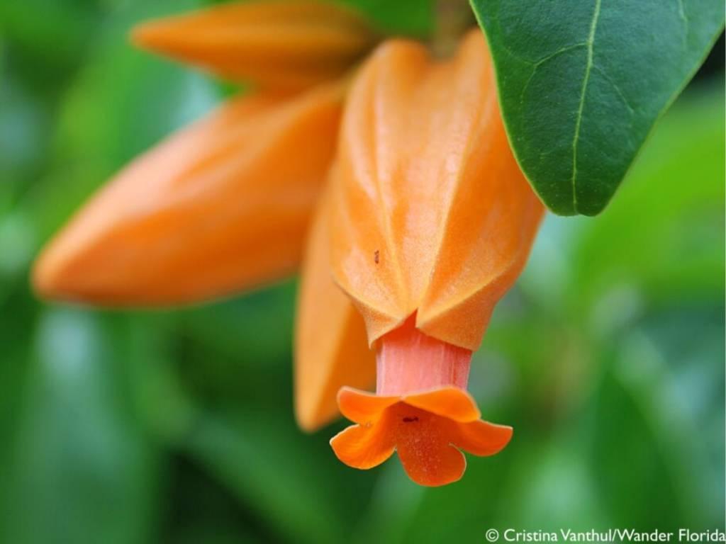 Florida Botanical Gardens - A Beautiful Hidden Gem in Largo 25 Tubular orange flowers against a green background