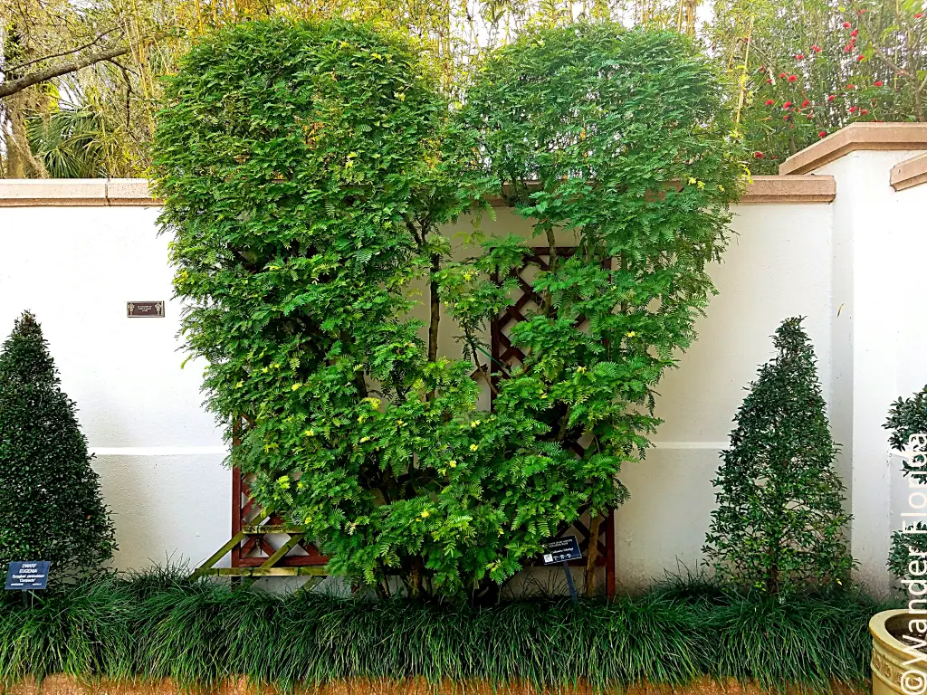Florida Botanical Gardens - A Beautiful Hidden Gem in Largo 20 A tall heart-shaped topiary stands against a 6' tall concrete wall in one corner of the Wedding Garden.