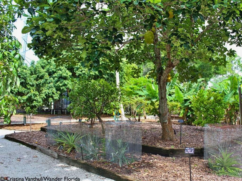 Florida Botanical Gardens - A Beautiful Hidden Gem in Largo 33 A jackfruit tree stands in the middle of a raised garden bed with caged pineapple plants surrounding it outside of the raised bed.