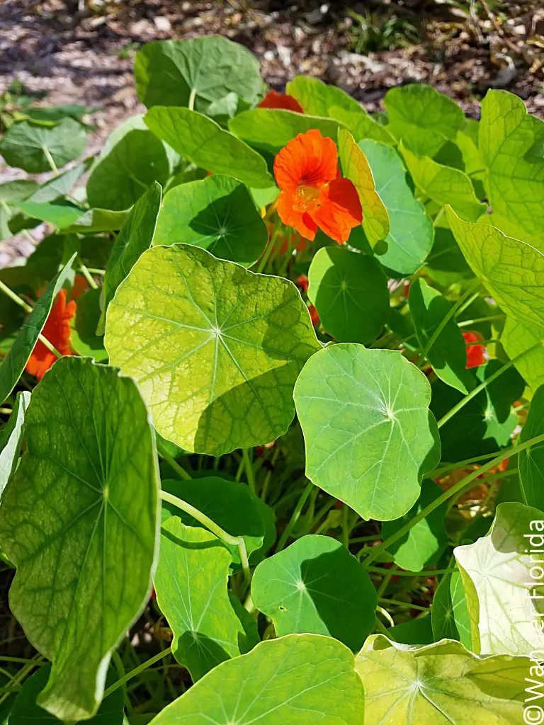 Florida Botanical Gardens - A Beautiful Hidden Gem in Largo 34 Orange flowers of nasturtium tucked among the plant's round leaves.