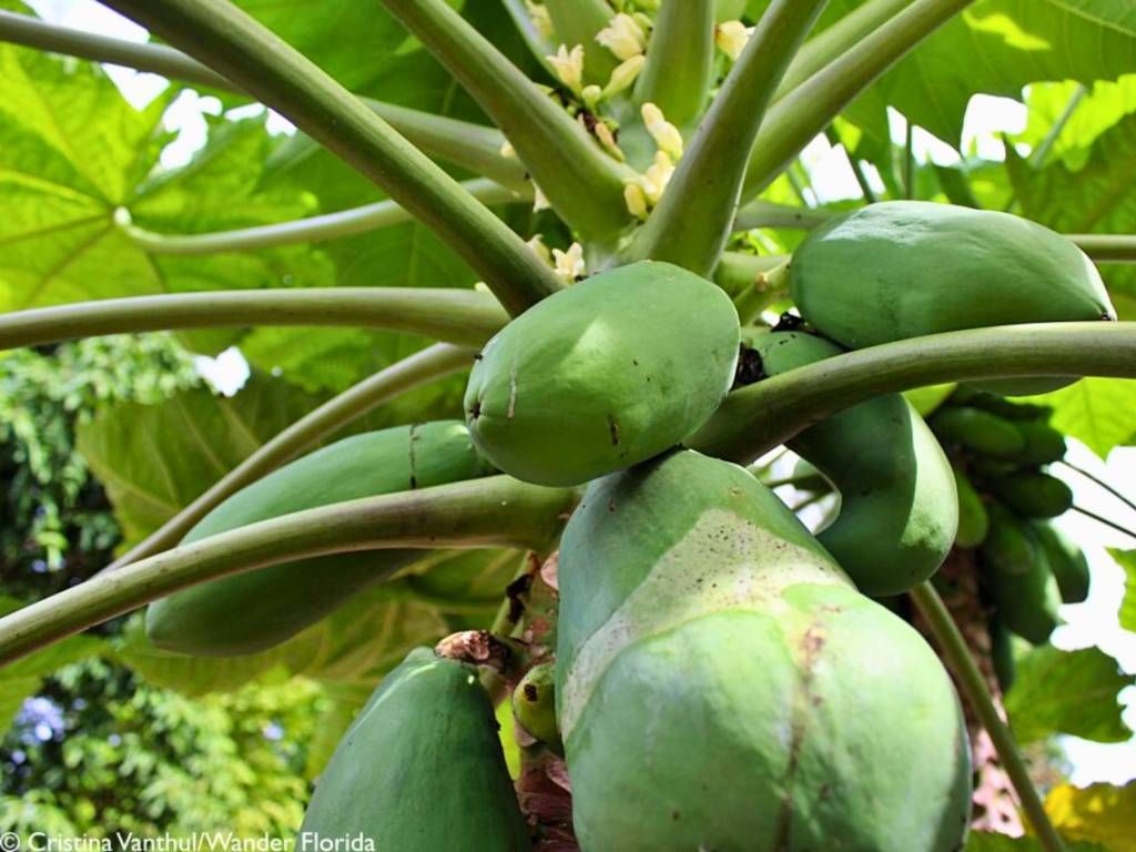 Florida Botanical Gardens - A Beautiful Hidden Gem in Largo 32 Looking up into a papaya tree with papayas hanging at the base of the branches.