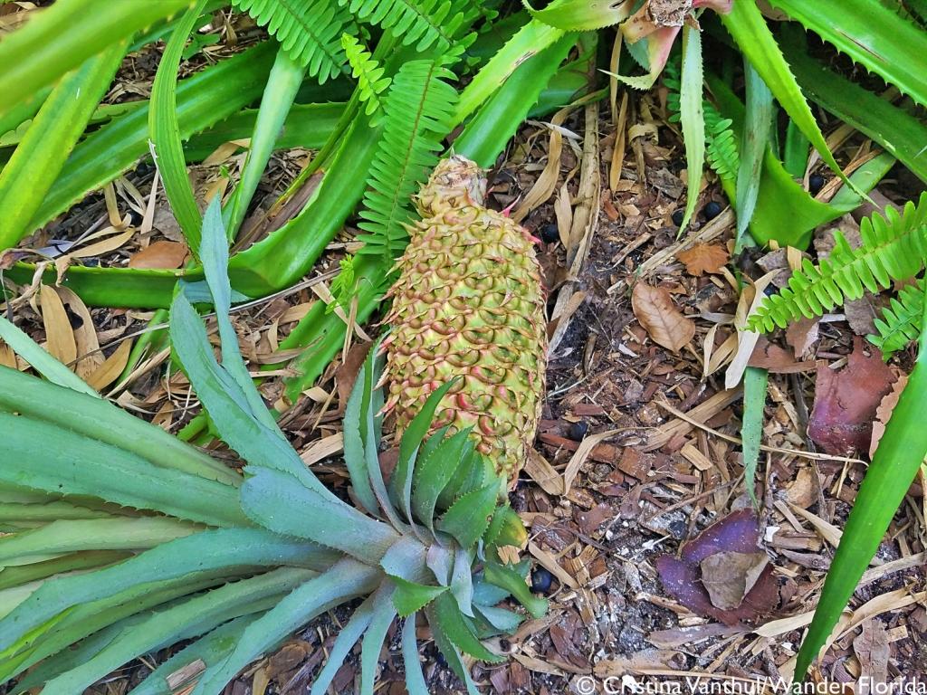 Florida Botanical Gardens - A Beautiful Hidden Gem in Largo 30 A pineapple grown in the Tropical Fruit Garden at Florida Botanical Gardens lays on the ground with it's top facing left and the pineapple plant at the top right.
