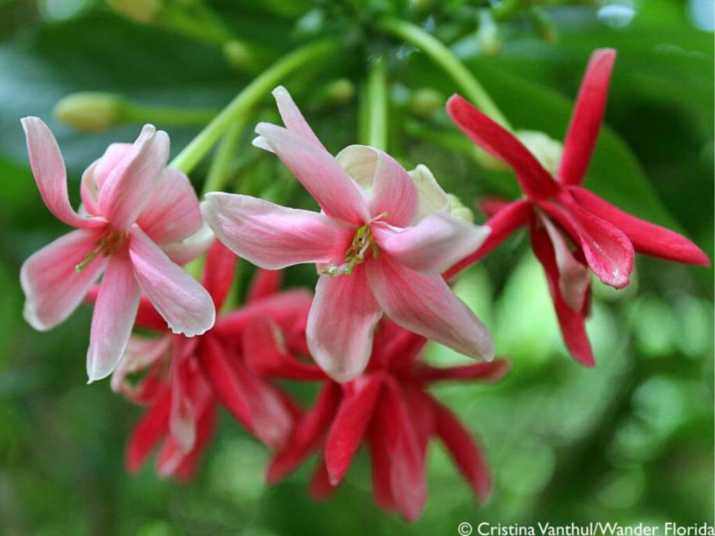 Florida Botanical Gardens - A Beautiful Hidden Gem in Largo 26 Pink and Red Flowers on a Vine