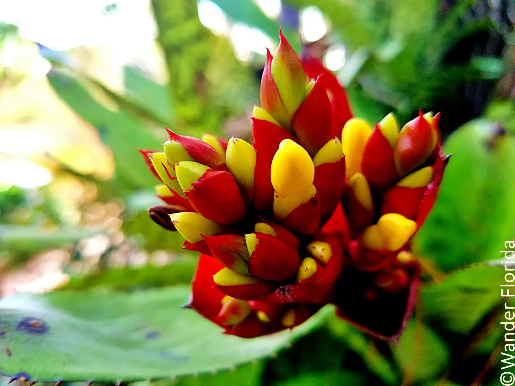 Florida Botanical Gardens - A Beautiful Hidden Gem in Largo 8 Close up of a red and yellow bromeliad flower at Florida Botanical Gardens.
