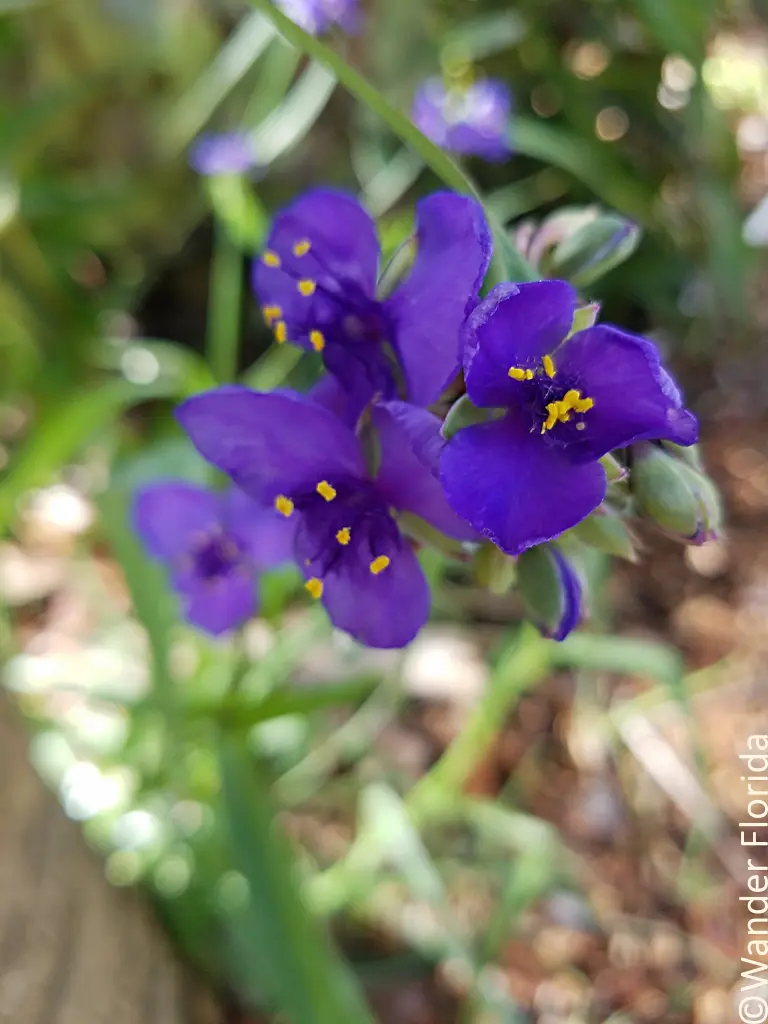 Florida Botanical Gardens - A Beautiful Hidden Gem in Largo 41 Looking down at the top of deep purple flowers of spiderwort.