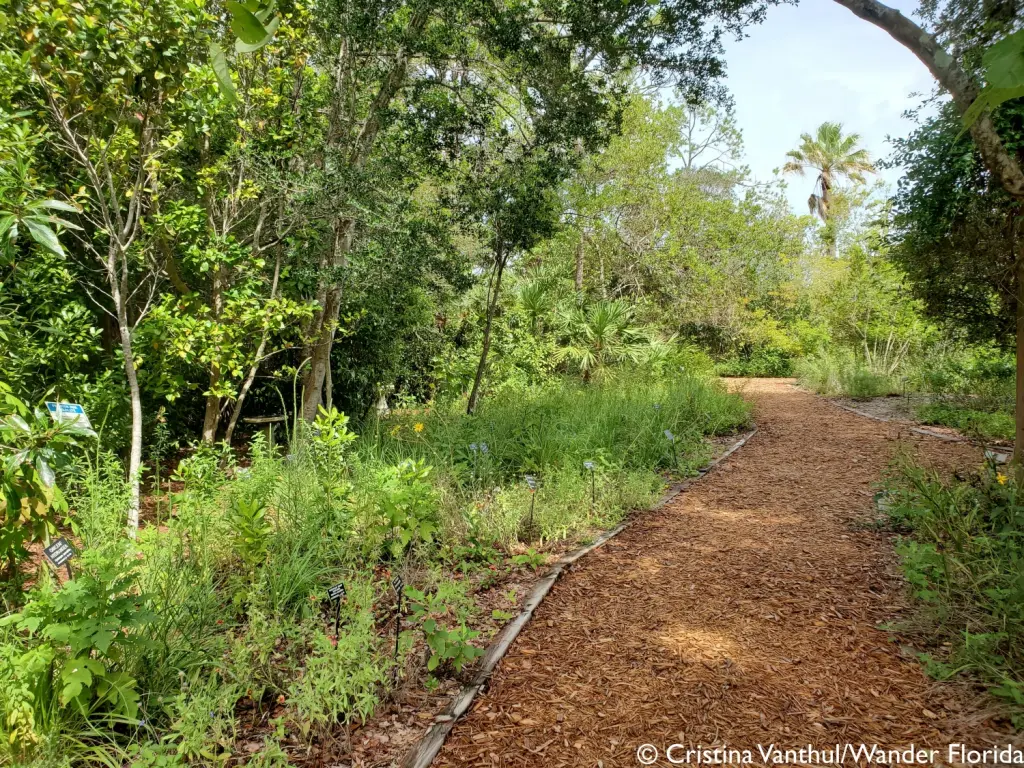 Florida Botanical Gardens - A Beautiful Hidden Gem in Largo 37 A mulch pathway leads through the Native Garden showcasing Florida native plants on either side of the path.