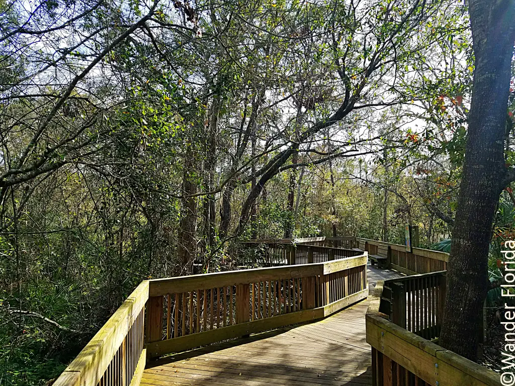 Florida Botanical Gardens - A Beautiful Hidden Gem in Largo 27 A wood boardwalk winds through trees on the Wetlands Walkway.
