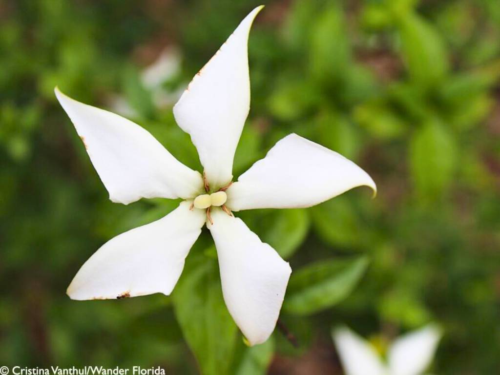 Florida Botanical Gardens - A Beautiful Hidden Gem in Largo 31 White Flower