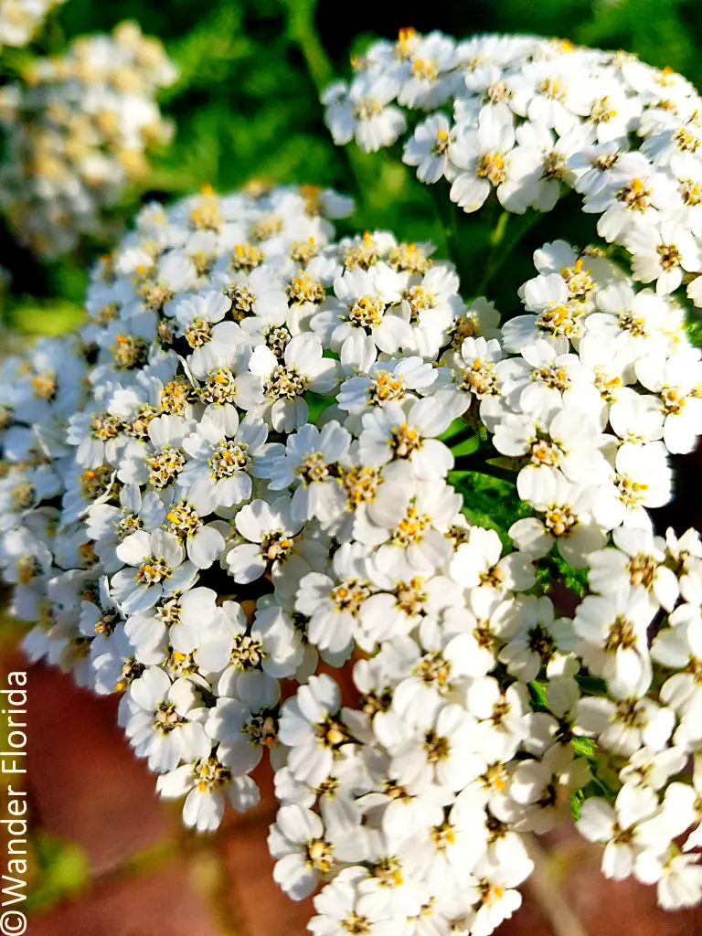 Florida Botanical Gardens - A Beautiful Hidden Gem in Largo 36 White flowers of the yarrow plant.