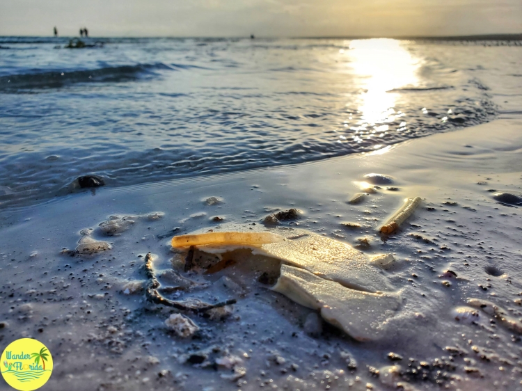 An Epic Sunset Cruise to Anclote Key Preserve State Park 4 20210806 192835 01wf