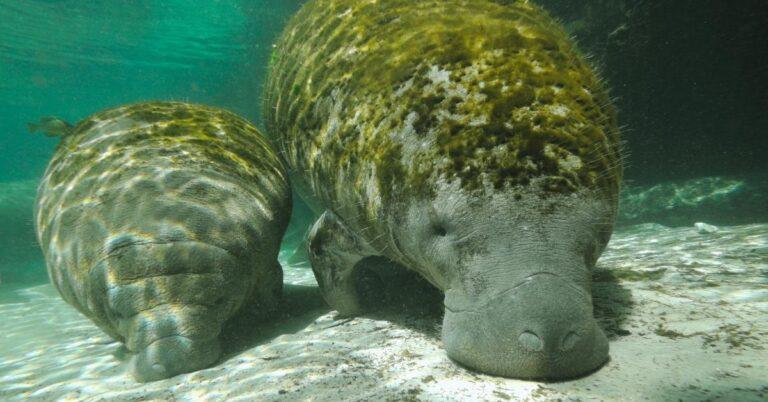 How to See Manatees in Florida 8 How to See Manatees in Florida