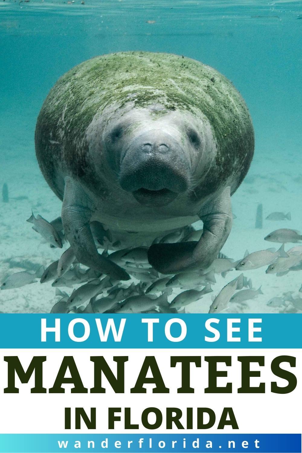 How To See Manatees In Florida - Wander Florida