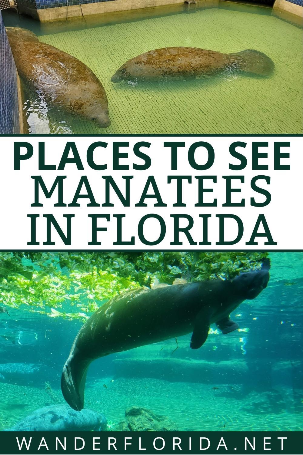 How To See Manatees In Florida - Wander Florida