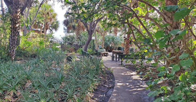 Explore Florida's History at Jungle Prada Mound Complex 1 Explore Florida’s History at Jungle Prada Mound Complex