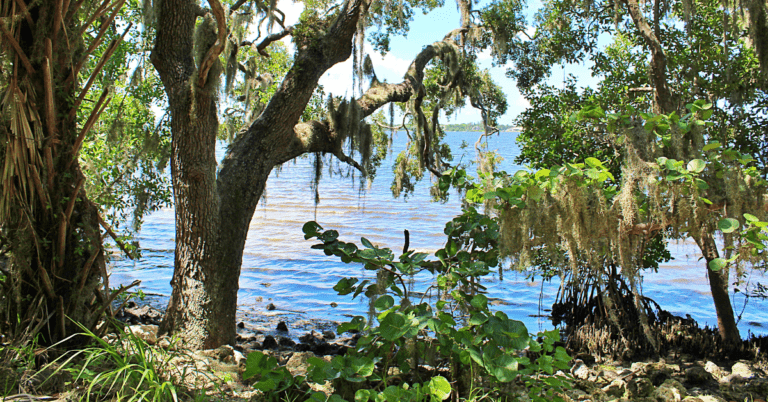 The (Not So) Secret Indian Mound at Emerson Point Preserve 3 View of the Manatee River through trees