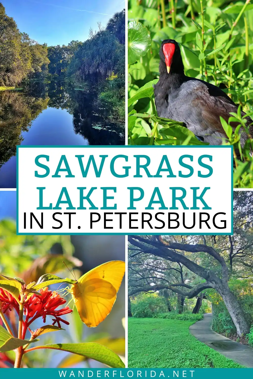 Sawgrass Lake Park: A Beautiful Natural Spot in the Heart of St. Petersburg