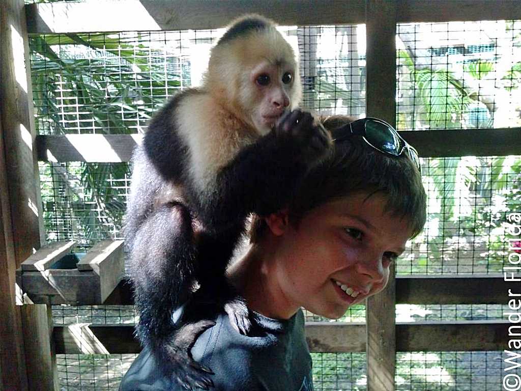 Boy with a monkey on his shoulder during a shore excursion on a cruise.