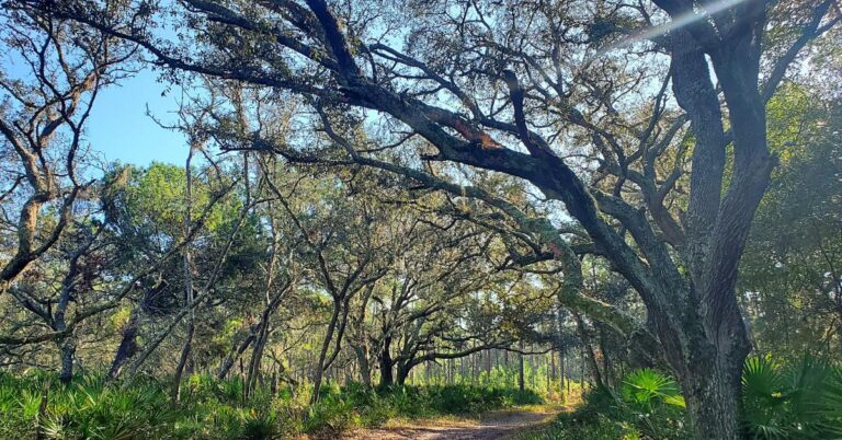 A Complete Guide for Hiking at Starkey Wilderness Park 3 A Complete Guide for Hiking at Starkey Wilderness Park
