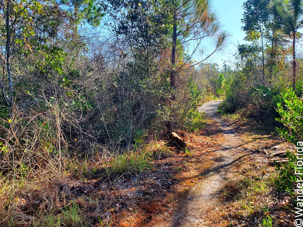 2023 Recap - 5 Favorite Florida Hikes in 2023 2 Unpaved path and narrow wood bridge without railings with pine trees and shrubs on either side.