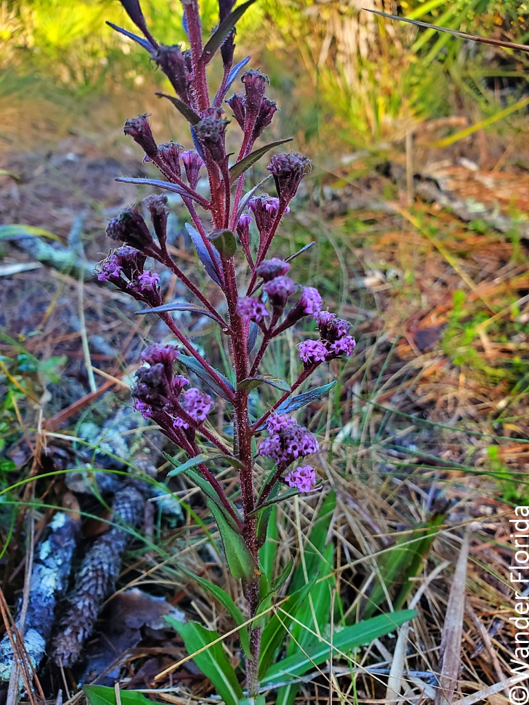 2023 Recap - 5 Favorite Florida Hikes in 2023 1 Photo shows a ironweed, a native Florida plant which stands 2-3 feet tall with clusters of purple flowers and lancelike green leaves.