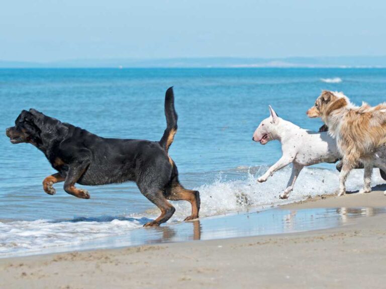 30 Best Beaches in Florida That Allow Dogs 2 A black rottweiler, tan and white Australian shepherd, and white bull terrier jumping into the surf on a beach.
