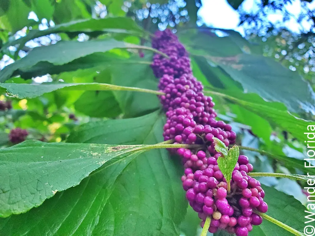 American Beauty Berry at Sawgrass Lake Park in St. Petersburg